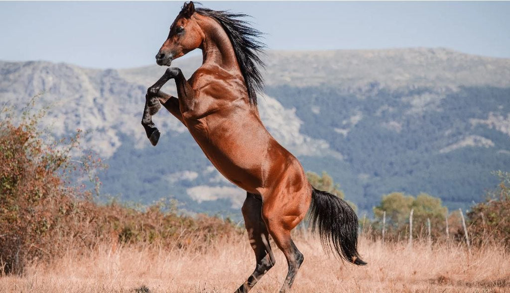 what horse breeds are best suited for trail riding